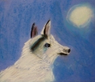 04-tessa-3rd-wolf